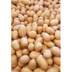 Pommes de terre nouvelles petites