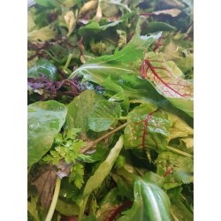 Saladine Mesclun fort