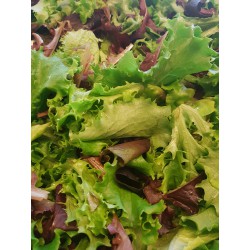 Saladine Mesclun doux