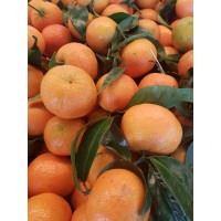 Clémentine  (Portugal/Espagne)