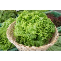 Salade Batavia verte (GE)