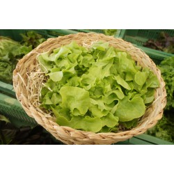 Salade Feuille de chêne verte