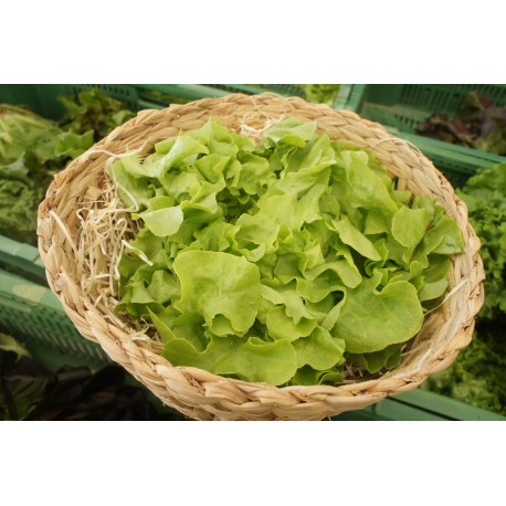 Salade Feuille de chêne verte