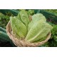 Salade Laitue romaine (GE)