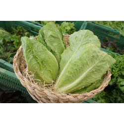 Salade Laitue romaine