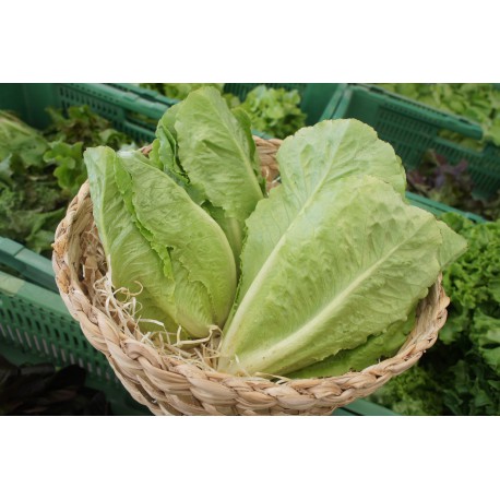Salade Laitue romaine