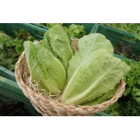 Salade Laitue romaine (GE)