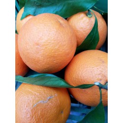 Orange Tarocco
