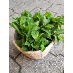 Herbette Menthe