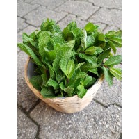 Herbette Menthe (France)