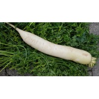 Radis blanc (France)