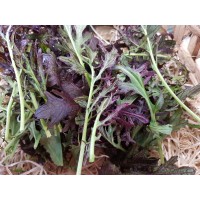 Saladine Moutarde (GE)