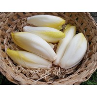 Endive (VD)
