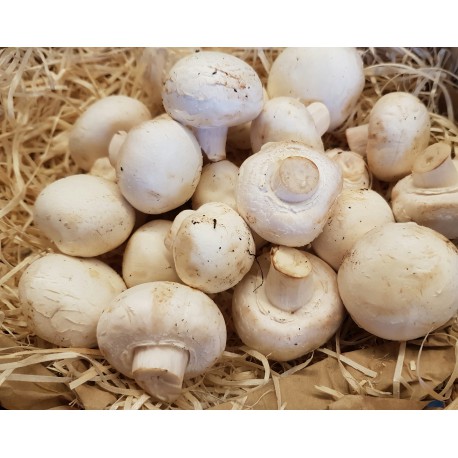 Champignon de Paris