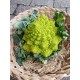 Chou romanesco (Italie)