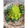 Chou romanesco (Italie)