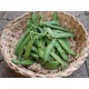 Petit Pois