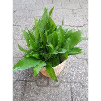 Herbette Ail des ours (Genève)