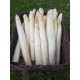 Asperge blanche (France)