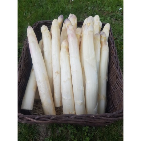 Asperge Blanche