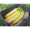 Banane (France/Colombie)