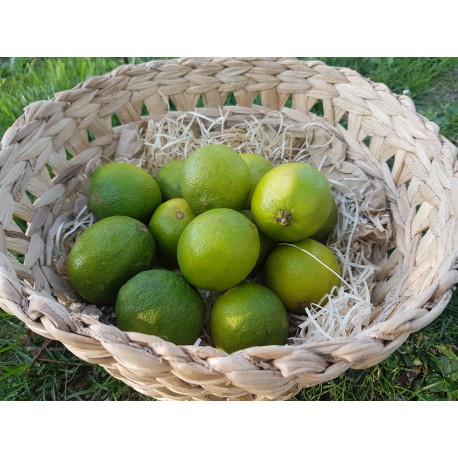 Citron lime (vert)