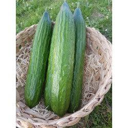 Concombre grand