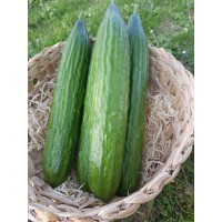 Concombre grand (Genève)