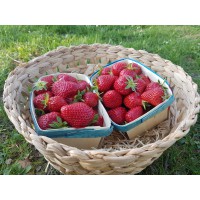 Fraises (France)