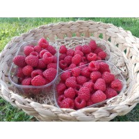 Framboises (France/Suisse)