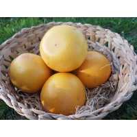 Pamplemousse (Espagne/Californie)