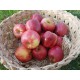Pomme Gala (CH)