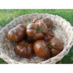 Tomates noir de crimée