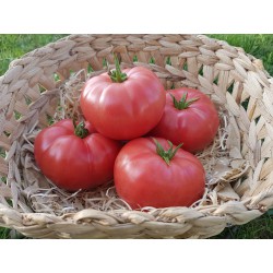 Tomates Rose de berne