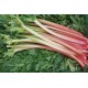 Rhubarbe
