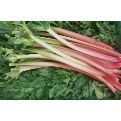 Rhubarbe