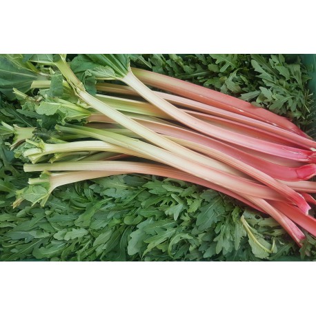 Rhubarbe
