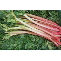 Rhubarbe (GE)