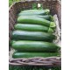 Courgette petite (Italie)