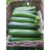 Courgette petite (Italie)