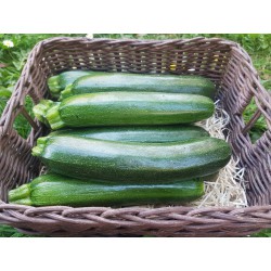 Courgettes moyennes 