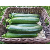 Courgette moyenne (Italie/Espagne)