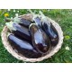 Aubergines violettes