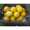 Citron jus (Espagne)