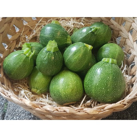 Courgette ronde (GE)