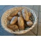 Pomme de terre Agria (GE)