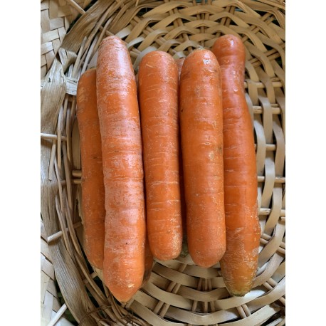 Carottes