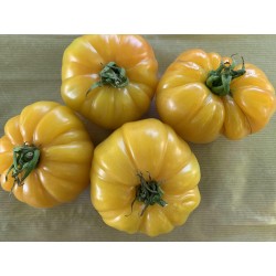 Tomate Ananas (Genève)