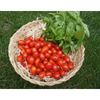 Tomate cerise Datarino (Italie)