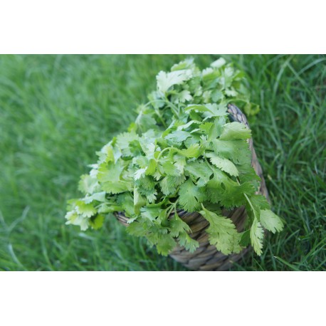 Herbette Coriandre